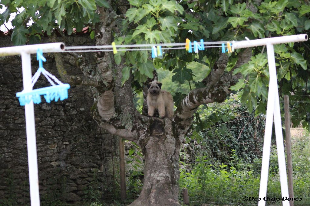 Mél'ancolie Des Ours Dorés