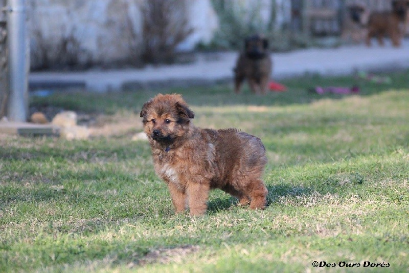 Molly Des Ours Dorés