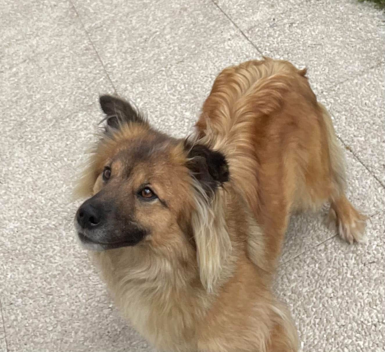 T Quila Des Ours Dorés