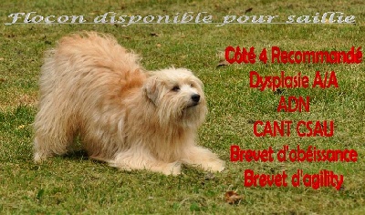 Des Ours Dorés - FLOCON DISPO POUR SAILLIE