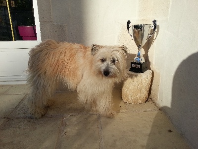 Des Ours Dorés - Brevet d'agility