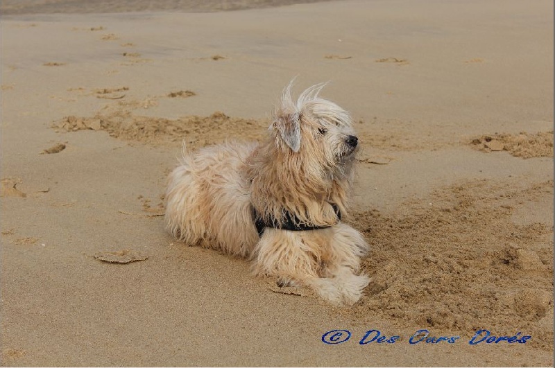 à la plage