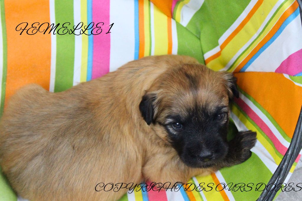 Des Ours Dorés - Chiots disponibles - Berger des Pyrenees à poil long