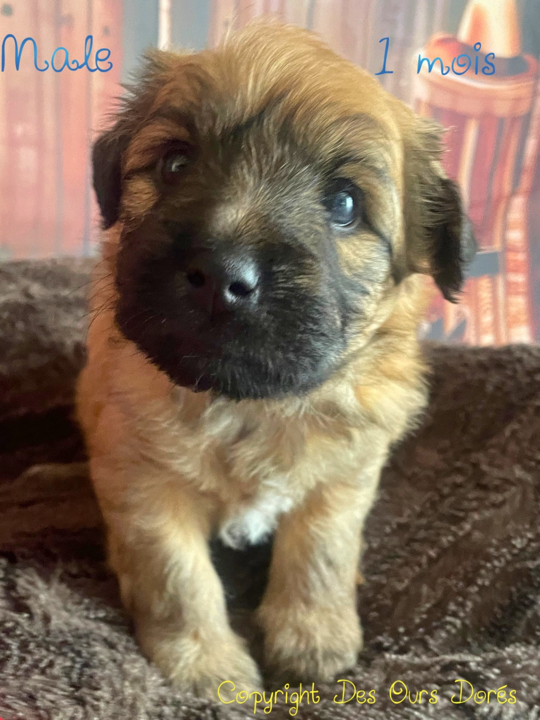 Des Ours Dorés - Chiots disponibles - Berger des Pyrenees à poil long
