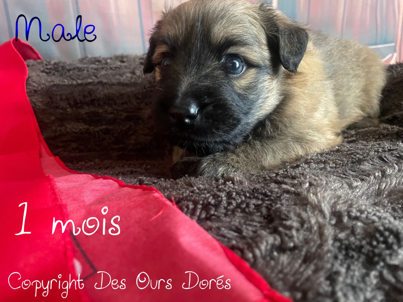 Des Ours Dorés - Chiots disponibles - Berger des Pyrenees à poil long