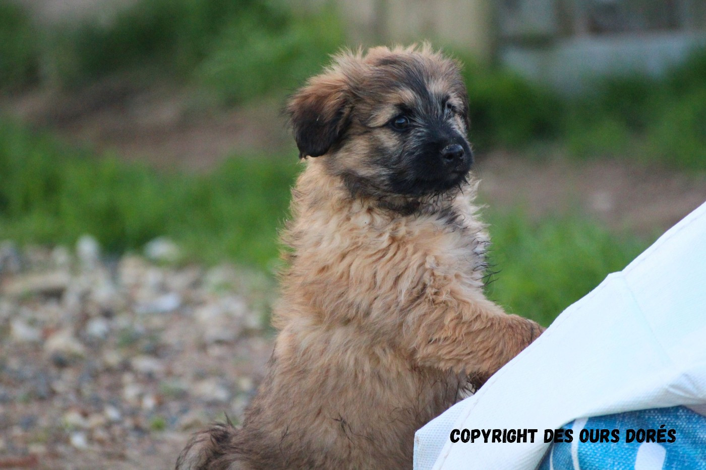 Des Ours Dorés - Chiots disponibles - Berger des Pyrenees à poil long