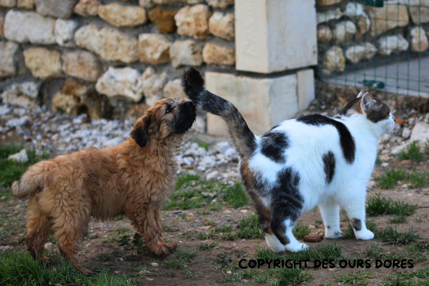Des Ours Dorés - Chiots disponibles - Berger des Pyrenees à poil long