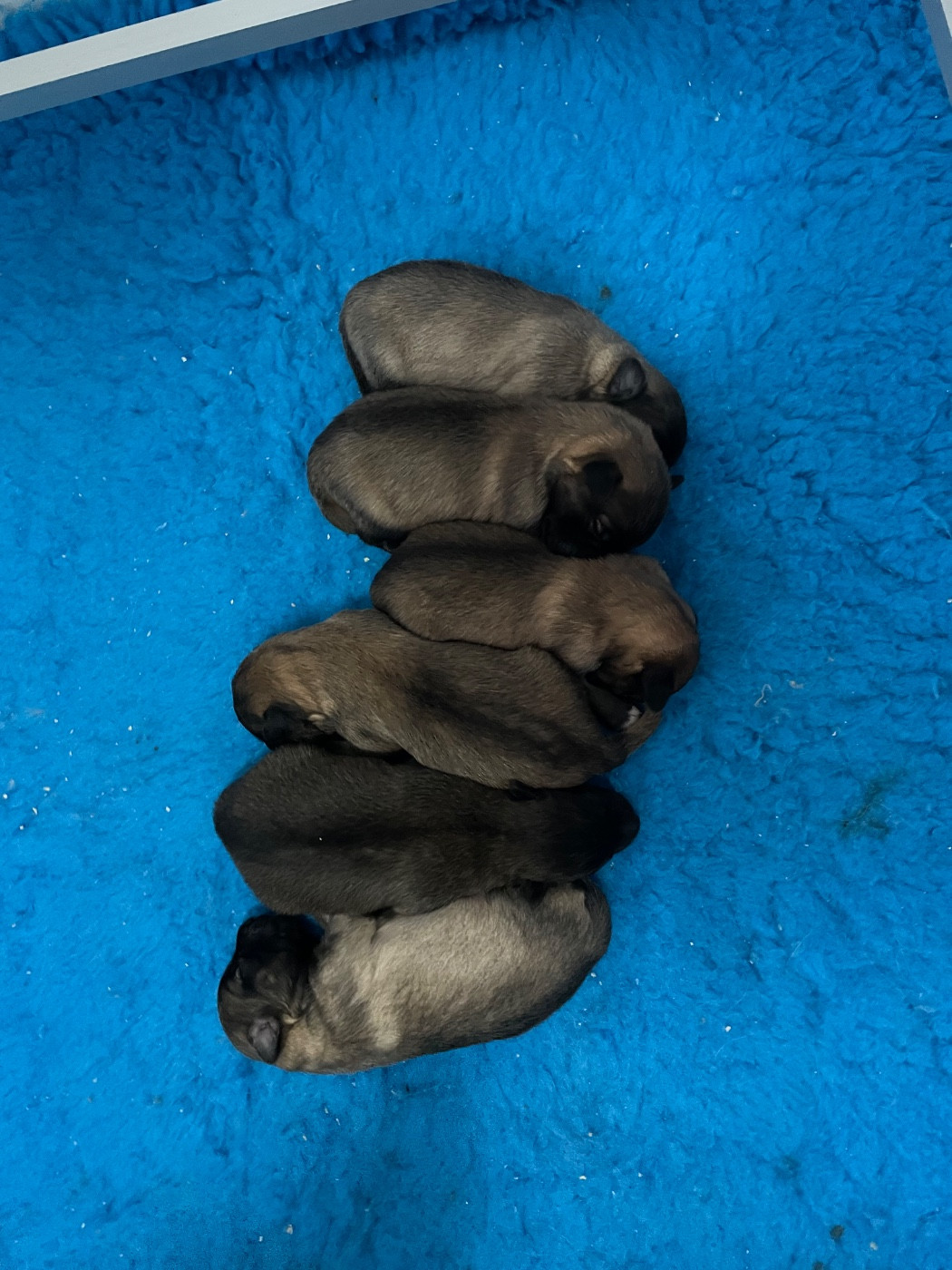 Des Ours Dorés - Berger des Pyrenees à face rase - Portée née le 31/12/2025