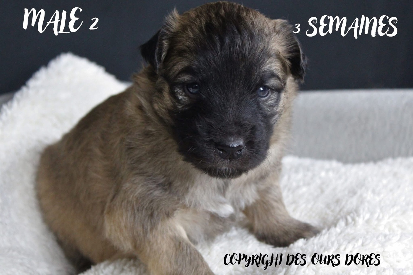 Des Ours Dorés - Chiots disponibles - Berger des Pyrenees à face rase