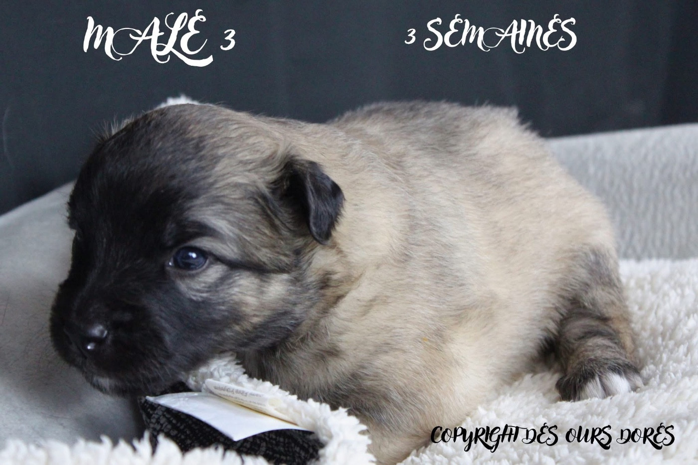 Des Ours Dorés - Chiots disponibles - Berger des Pyrenees à face rase