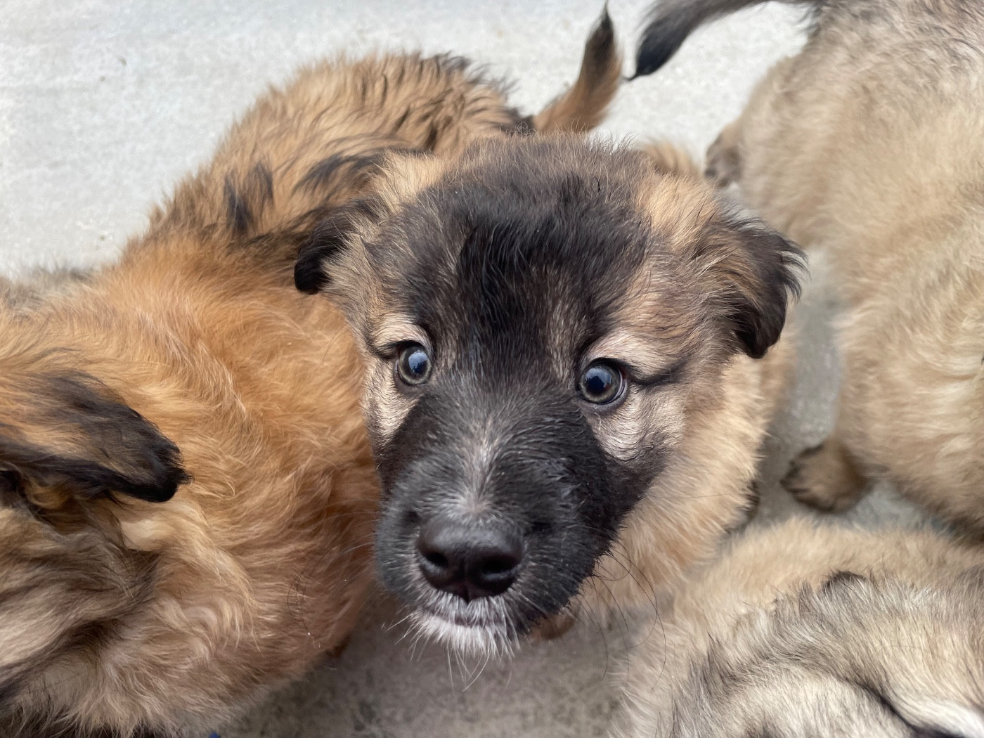 Des Ours Dorés - Chiots disponibles - Berger des Pyrenees à face rase