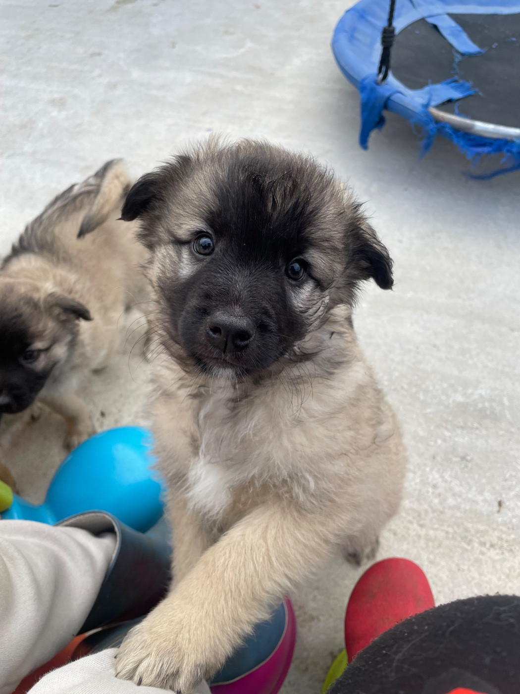 Des Ours Dorés - Chiots disponibles - Berger des Pyrenees à face rase