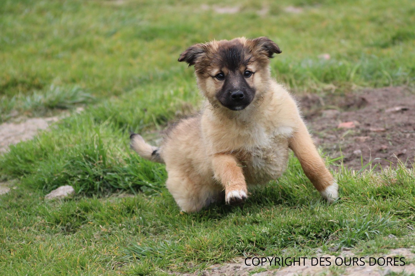 Des Ours Dorés - Chiots disponibles - Berger des Pyrenees à face rase