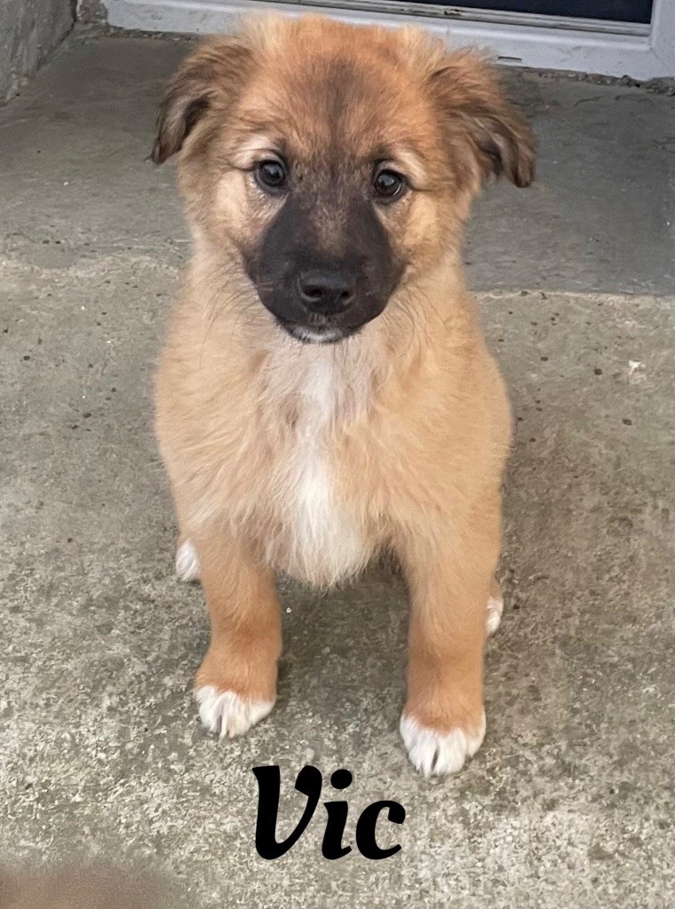 Des Ours Dorés - Chiots disponibles - Berger des Pyrenees à face rase