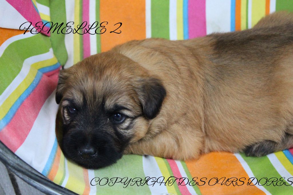 Des Ours Dorés - Chiots disponibles - Berger des Pyrenees à poil long