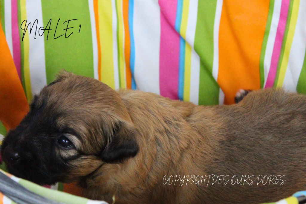 Des Ours Dorés - Chiots disponibles - Berger des Pyrenees à poil long