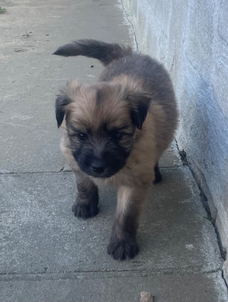 Des Ours Dorés - Chiots disponibles - Berger des Pyrenees à poil long