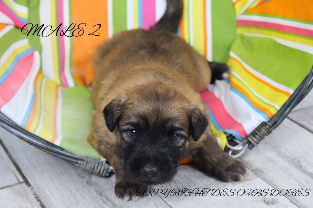 Des Ours Dorés - Chiots disponibles - Berger des Pyrenees à poil long