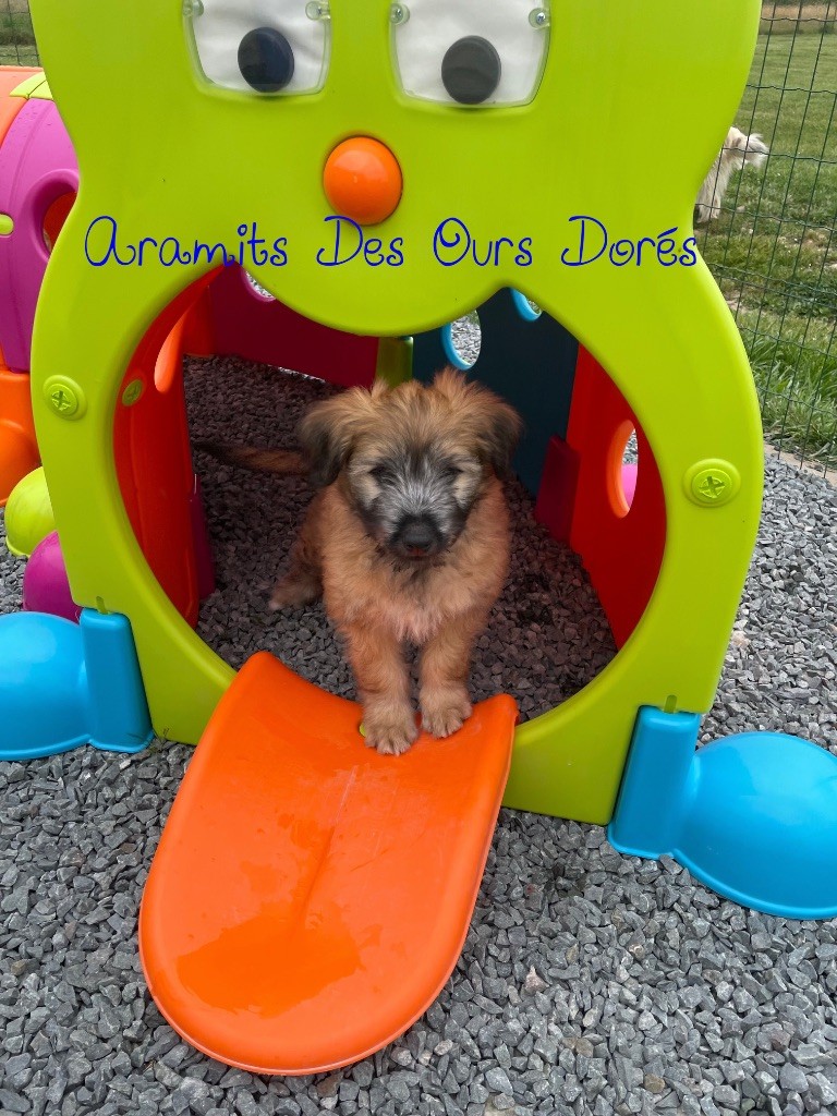 Des Ours Dorés - Chiots disponibles - Berger des Pyrenees à poil long