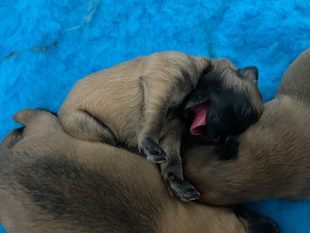 Des Ours Dorés - Chiots disponibles - Berger des Pyrenees à poil long
