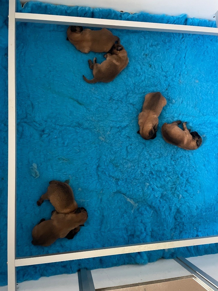 Chiot Berger des Pyrenees à poil long Des Ours Dorés