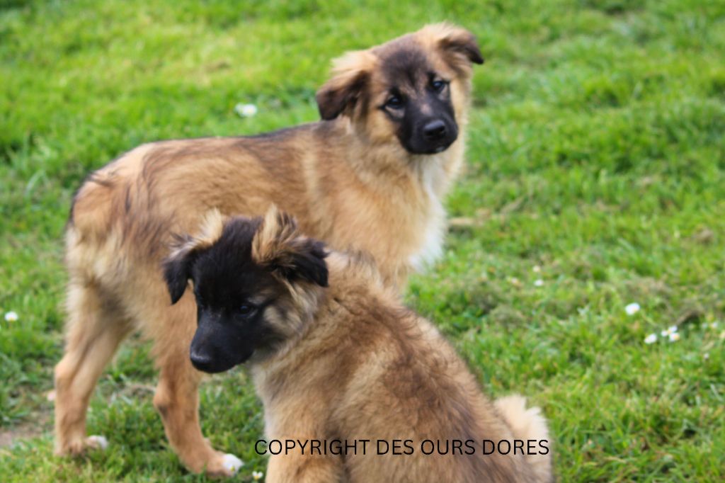 Chiot Berger des Pyrenees à face rase Des Ours Dorés