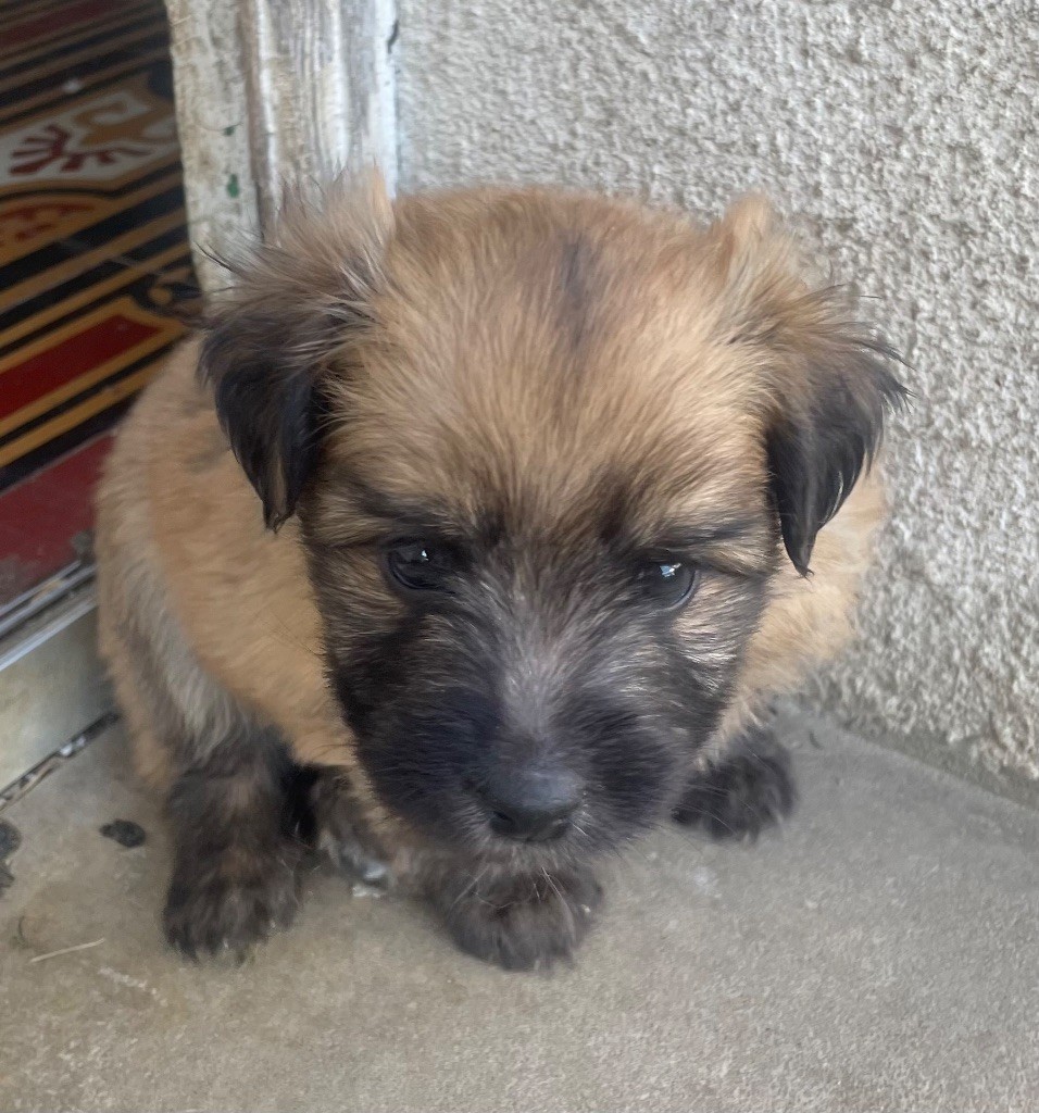 Des Ours Dorés - Chiots disponibles - Berger des Pyrenees à poil long