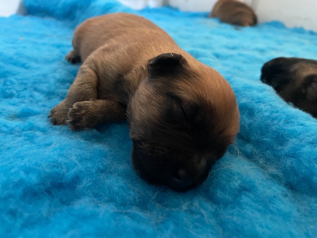 Des Ours Dorés - Chiots disponibles - Berger des Pyrenees à poil long